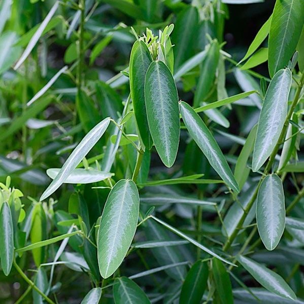 ��� ��������� ����������� ����������� ������ ��������� ��������