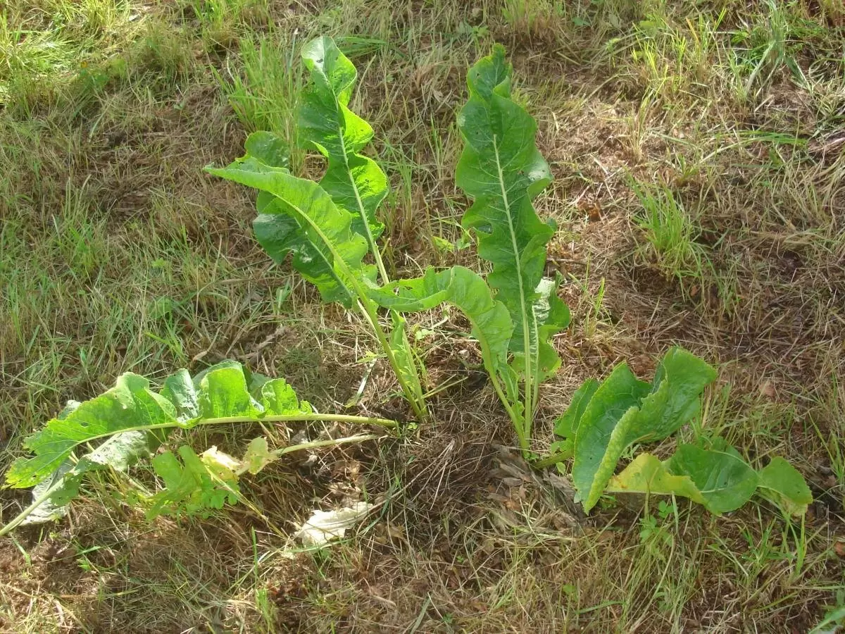 Как вырастить крепкий хрен: секреты успешной посадки
