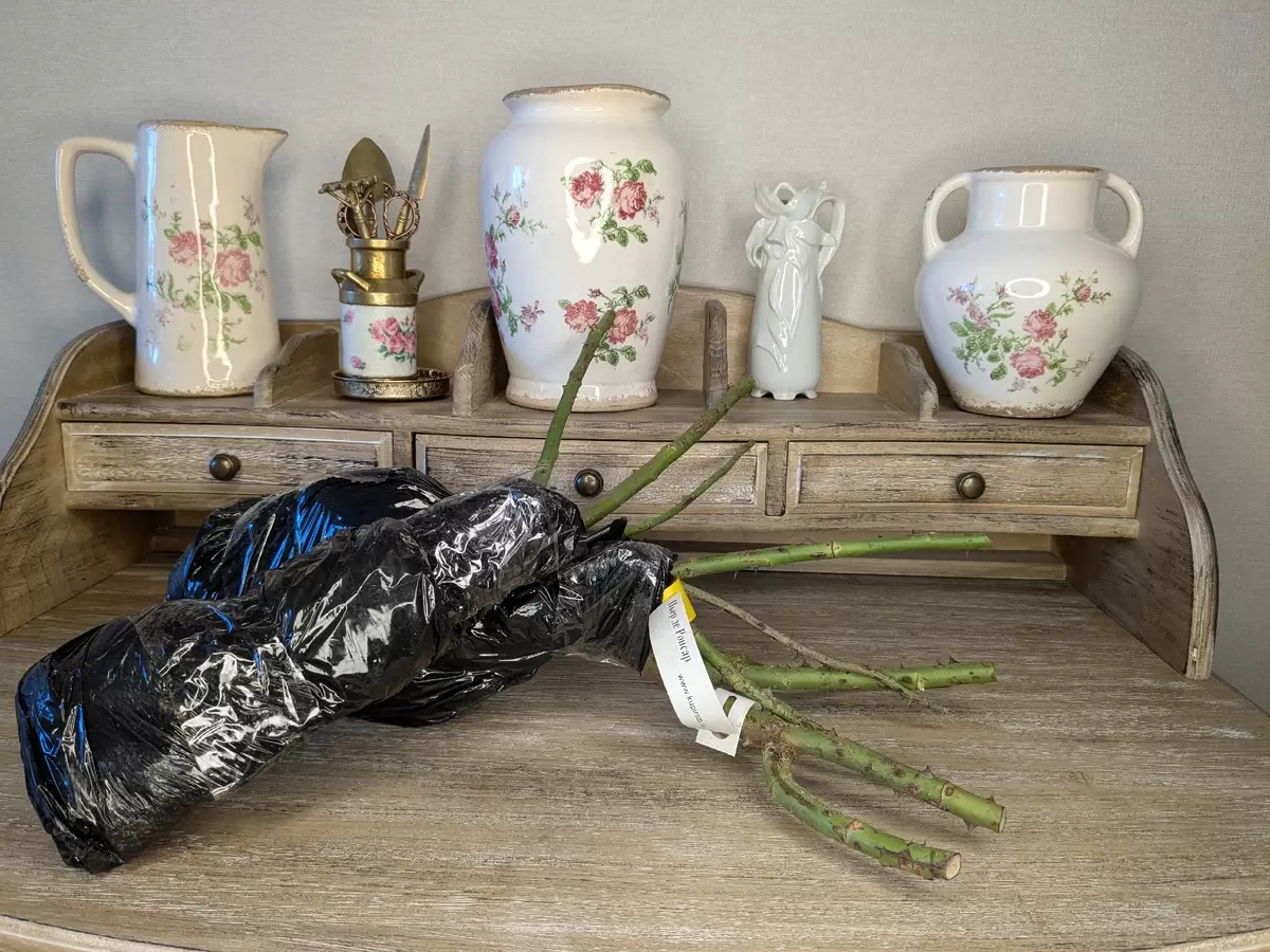 Секреты успешной посадки: можно ли сажать две розы в одну яму?