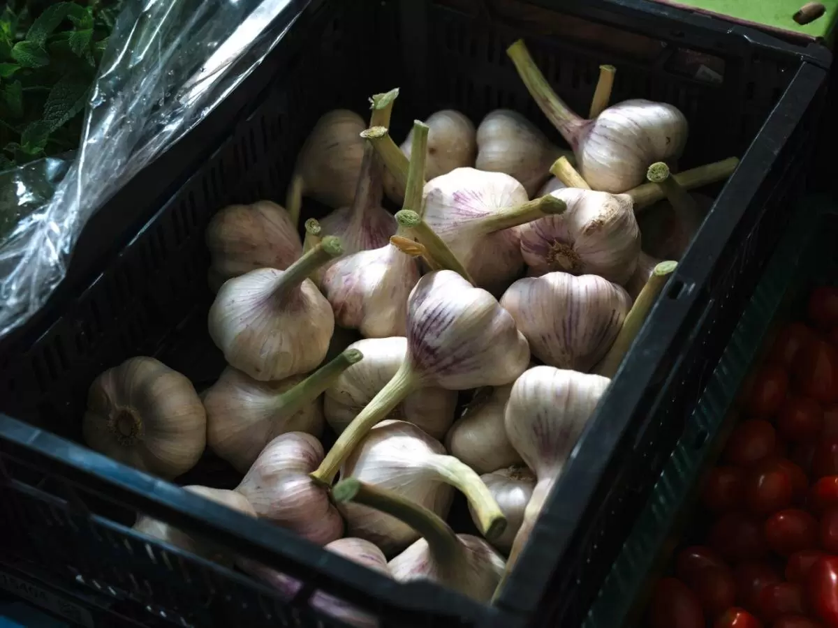 Как правильно посадить осенний чеснок для мощного урожая: подробное руководство