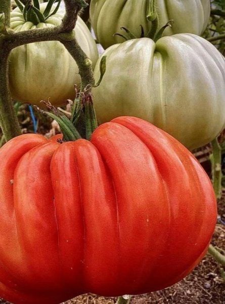 ������ ������������ ��������: ������, ������� ������� ��� ����� ������