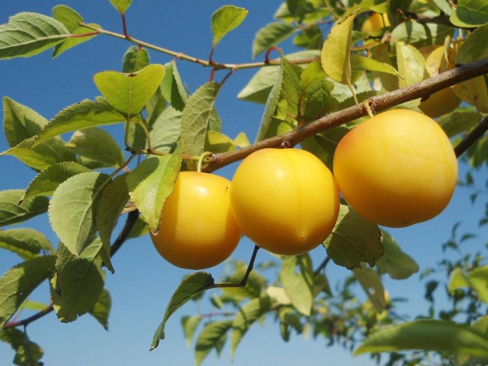 ��� ���������� �������� ����� �� ����������: ������ ��� ���������