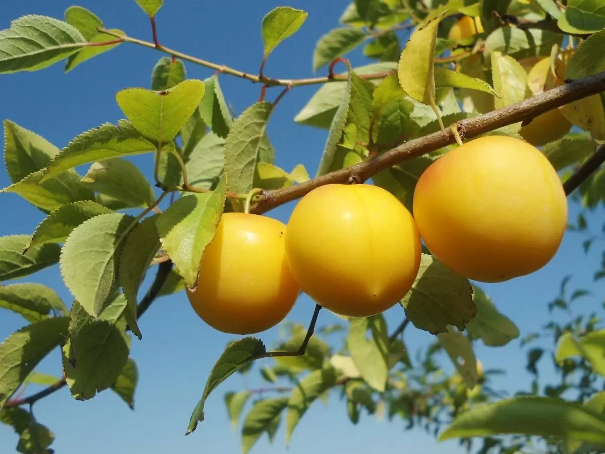 Как эффективно защитить сливу от вредителей: советы для садоводов