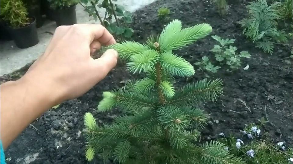 ������� ��������� �������: �������� ��� ������� �����