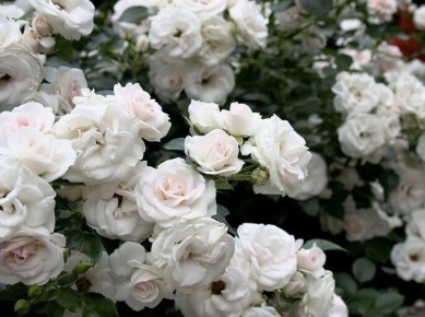 ����, ������� �� ������ �����: ��������� ����� ��� ����� ��������