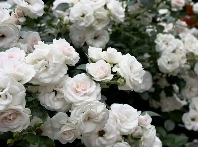 Розы, которые не боятся дождя: идеальные сорта для сырых климатов