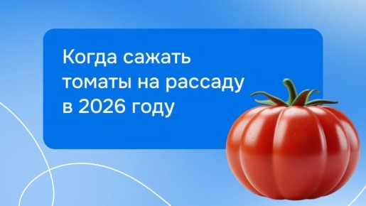 Как вырастить идеальные помидоры: секреты успешной рассады