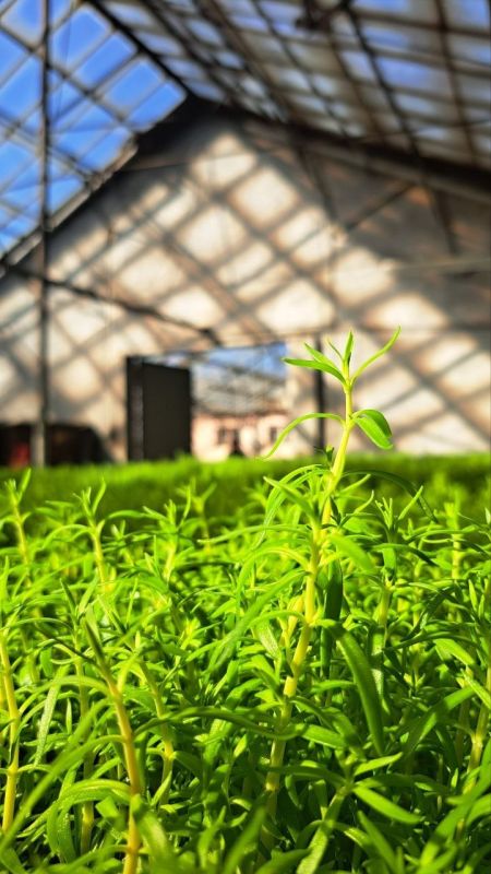 ������ ���� � ������� ���