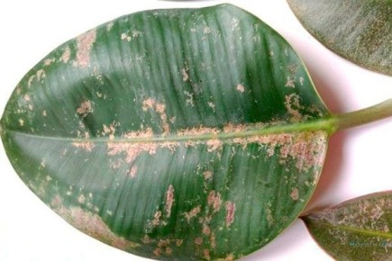 ���������� ����� ���� �� ������� ������: ��� ��� ����� ��������?