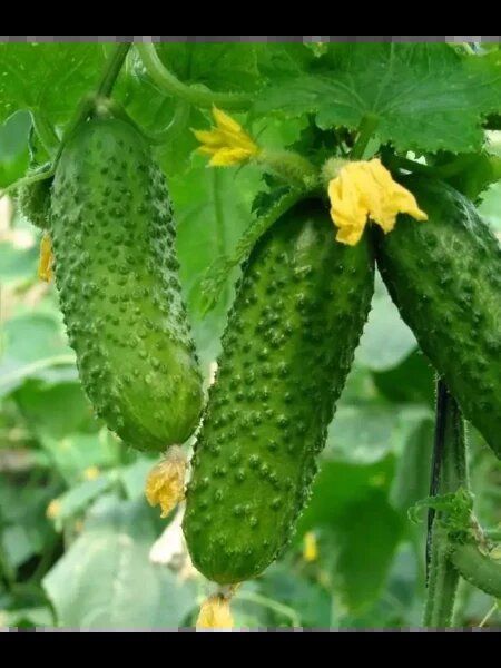 ������ ���������: ��������� ����� ��� ������ � ���������� �������