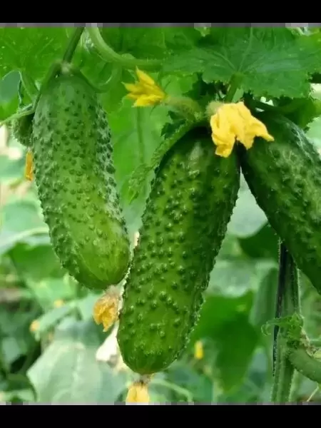 Огурец Величавый: идеальный выбор для теплиц с хрустящими плодами
