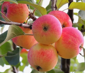 Секреты осеннего ухода за яблонями и грушами: советы Мичурина, которые работают и сегодня