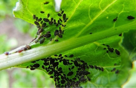 ����������� ������ ������ � ����: ������� �������� �����������