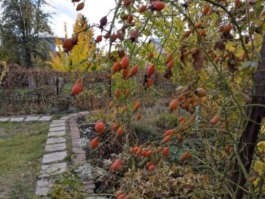 ��� ���� ������������ � ��������: ������� ������ ����