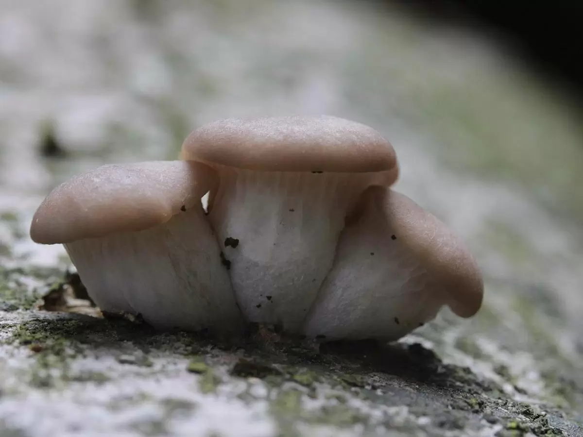 Как грибы на грядках могут указывать на проблемы с почвой