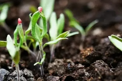 Ростки в плену: как помочь растениям справиться с семенными оболочками