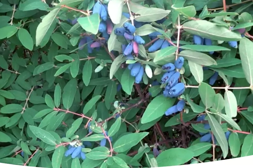 Как осенний уход за жимолостью поможет каждому садоводу