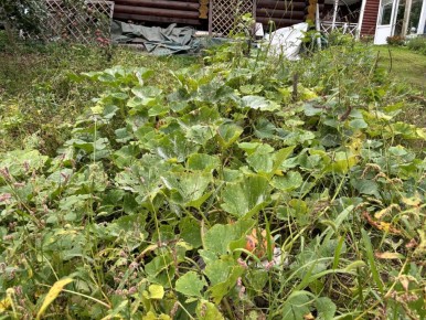 ��� ��������� ����� �� ���������� ���������: ���� � ������