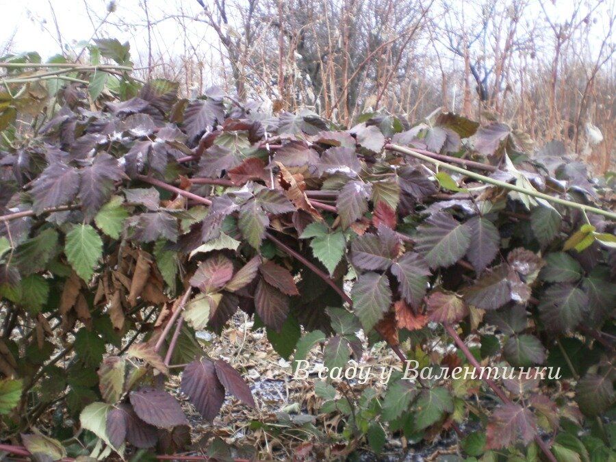 �������� ���� �� ��������: ������� ��������� �������� � ��������