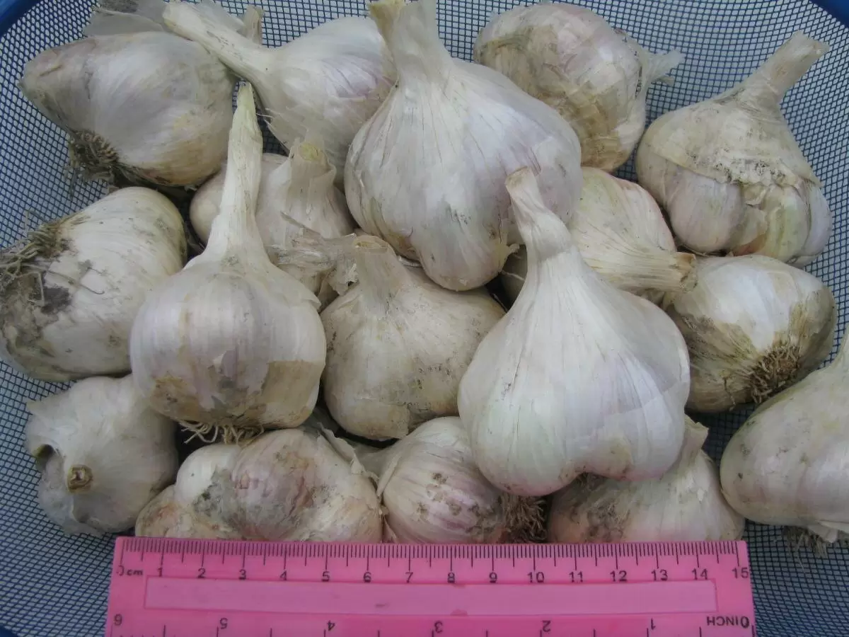 Ошибки весенней подкормки чеснока, которые ведут к плохому урожаю