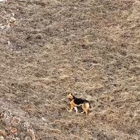 Фотограф отогнал собак от марала на Торгашинском хребте