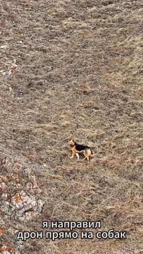 В Красноярске фотограф с помощью дрона спас марала от стаи бродячих псов