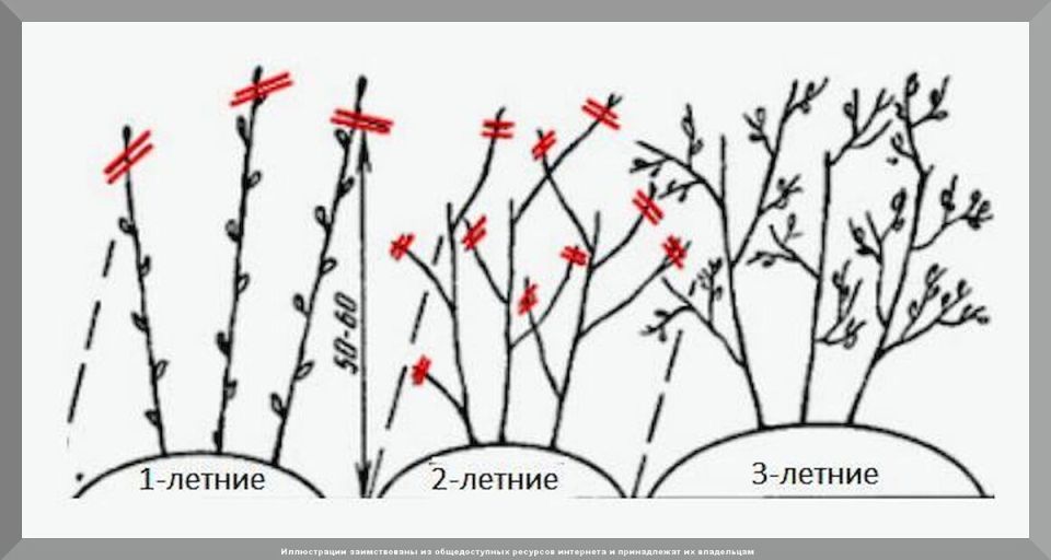 ��� ��������� �������� ��������� ������: ������� � ������ ��� ������ ����