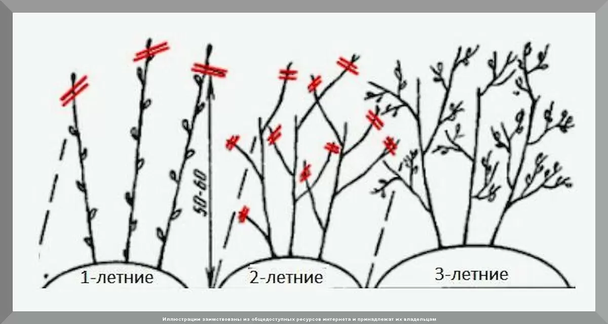 Как правильно обрезать смородину осенью: секреты и советы для вашего сада