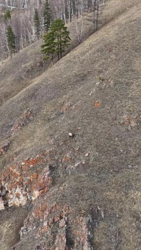 Красноярский фотограф с помощью дрона отогнал бездомных собак от марала