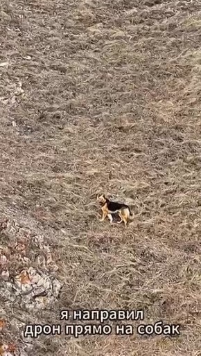 Красноярский фотограф отбил лесного зверя у стаи бродячих псов