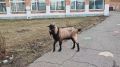 Домашний козлик пришел в школьный двор в селе Ермаковское
