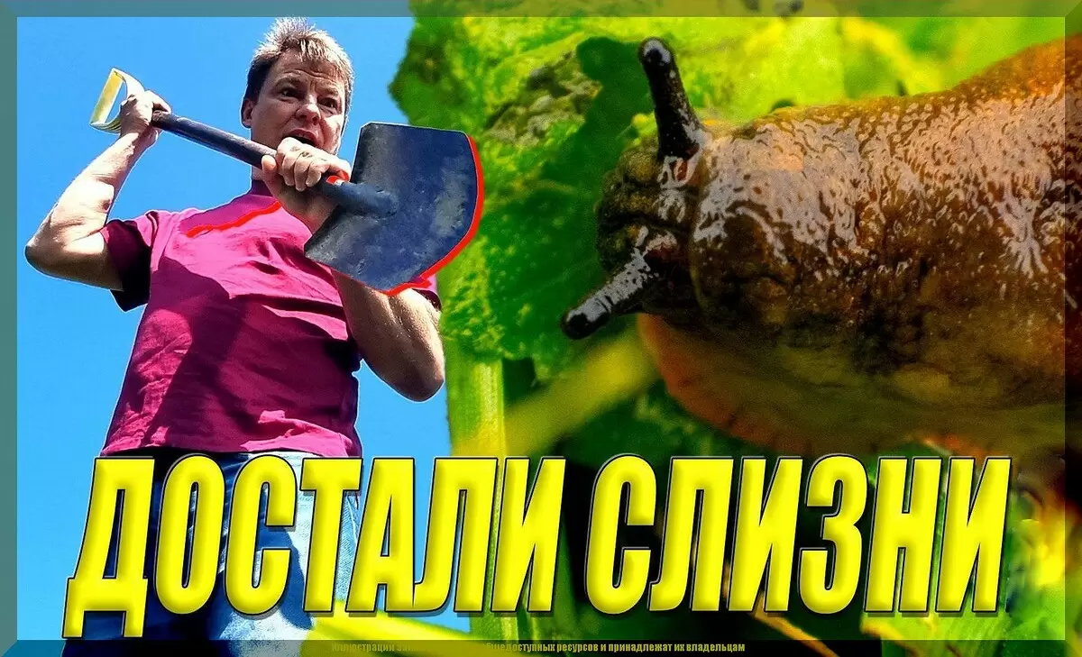 Три проверенных метода борьбы со слизнями: избавляемся от непрошеных гостей на участке