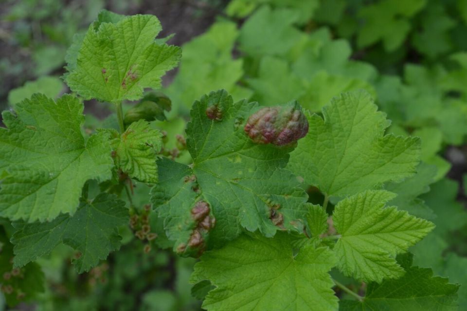 ��� ���������� � �������� ��� �� ���������: ������ � ������