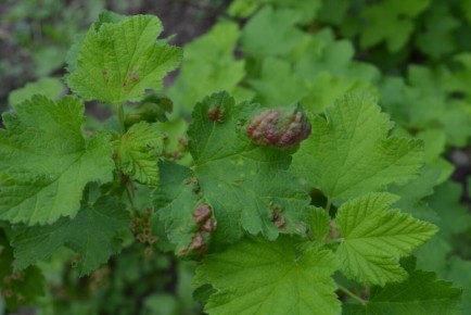 ��� ���������� � �������� ��� �� ���������: ������ � ������