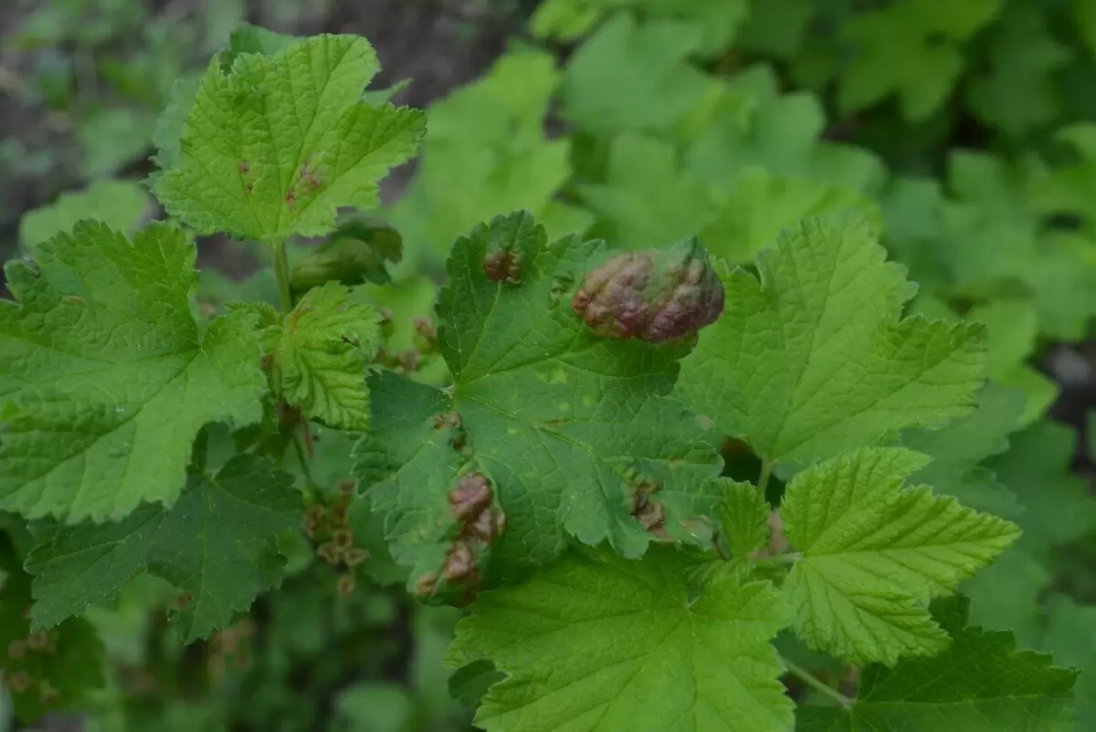 Как справиться с галловой тлёй на смородине: советы и методы