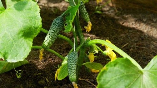 ��������� ������ � ����������� �������: �������� ������� ����������� ������