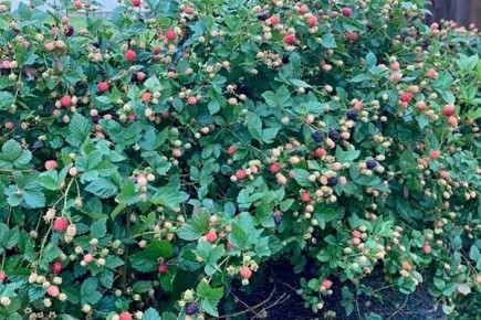 ������� ������: ������� ��������� ����������� � ����� ����� ��� �����