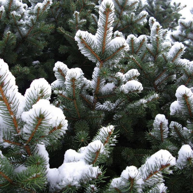 ����� ����� �� ����� ���������� �����: ��� ������� � ��������� �� ��������