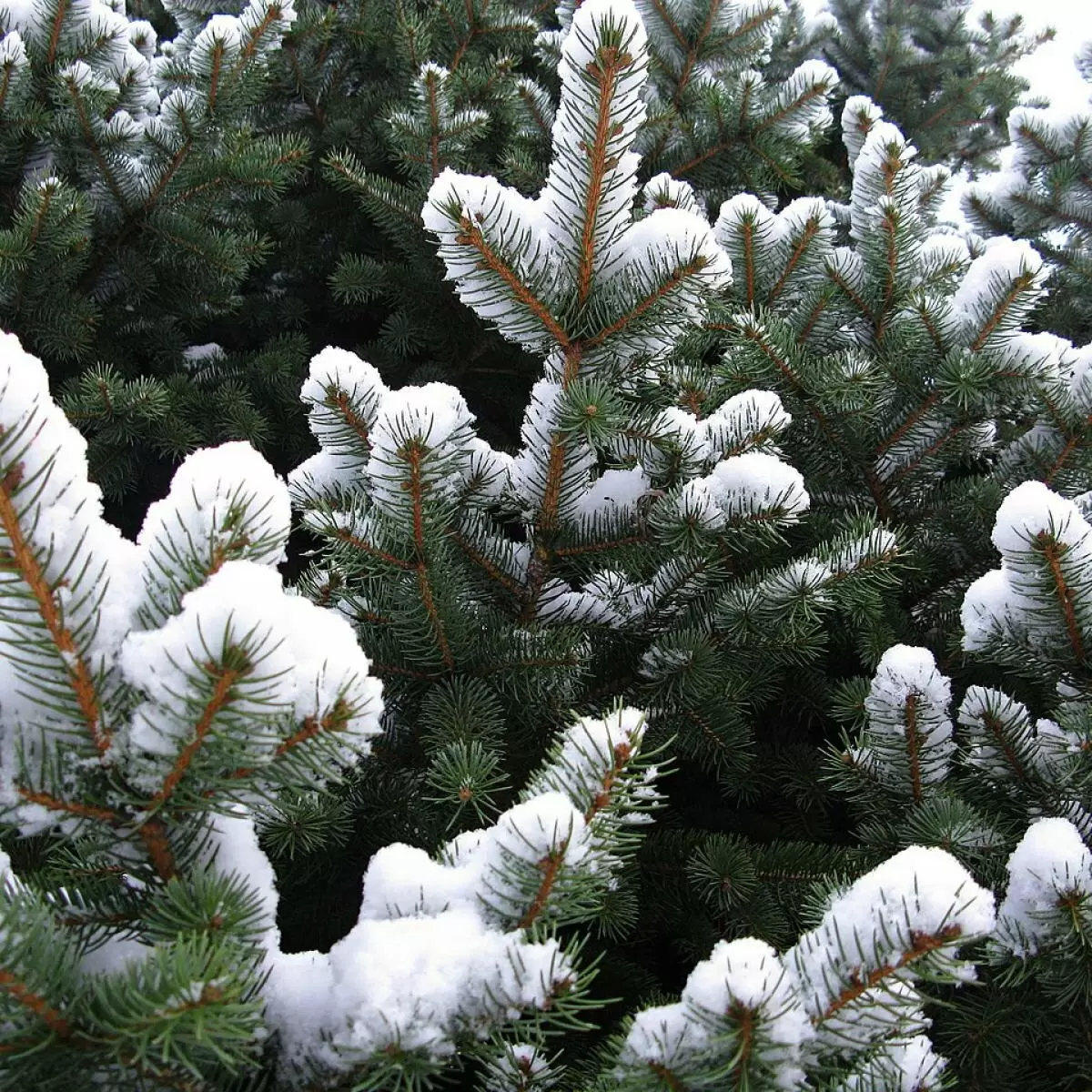 Тайны ухода за живой новогодней ёлкой: как выбрать и сохранить ей свежесть