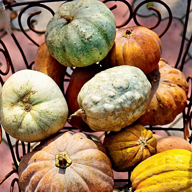 Плов с тыквой и кутумом: кулинарная симфония Азербайджана