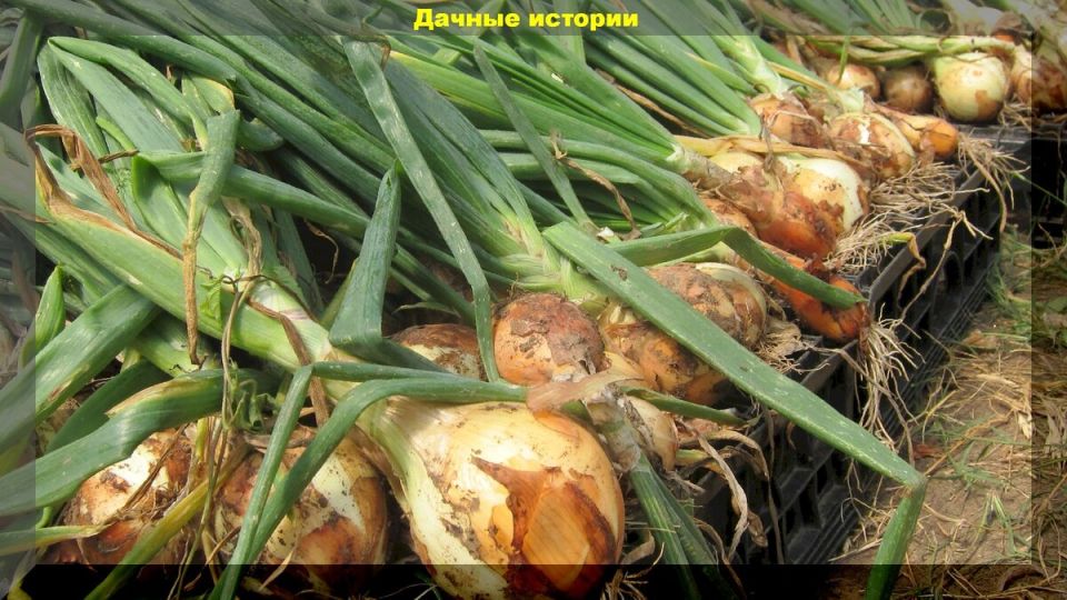 ����������� ��������� ���� ����� ����� ��������: ������ ������