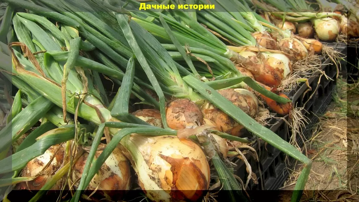 Эффективная обработка лука севка перед посадкой: важные советы