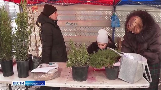 С приходом тепла на улицах Красноярска появляются незаконные рынки