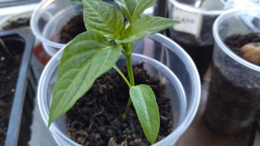 ��� ���� �������� ����� �������� ��� ������ ������