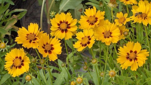 ����������: ����� ������� � ����� ����