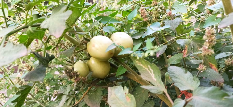 ��������� ������� ��������� ����������� �������: ��� �������� ������� ������