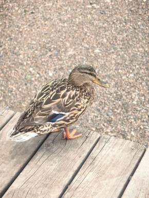 �� -10�C �� +5�C: ������� ������ �� �������� � �����������