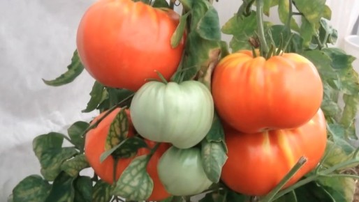 ��� ������ ������ �� ����: 3 ����������� ������� ����� �������