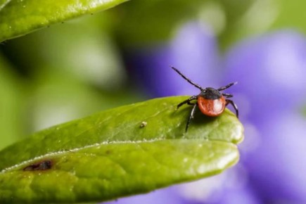 ������ �� ������: ������ ��� ������������� ���� ���� ������������ ��������� ������