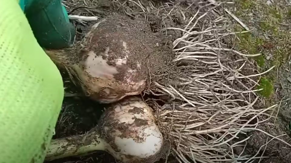 ��������� ������ ��������� ������: ������� ����������� �������� ������